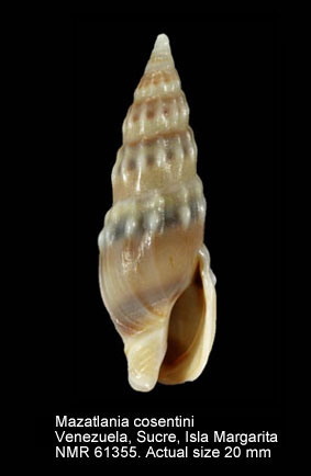 Mazatlania cosentini.jpg - Mazatlania cosentini(Philippi,1836)